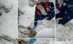 Bitlis'te Yaralı Halde Bulunan Kurt, Koruma Altına Alındı