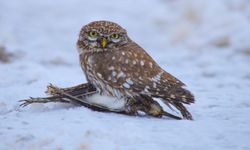 Bitlis’te doğada hayatta kalma mücadelesi objektiflere yansıdı
