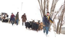 Keçi Sürüsü 4 Saatlik Zorlu Yolculukla Köye Ulaştırıldı