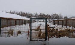 Güroymak Belediyesi Hayvan barınağında 130 Hayvanın Bakımını Sürdürüyor