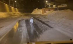 Bitlis’te Aç Kalan Kurt Şehir Merkezine İndi