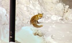 Bitlis'te Mahallelerde Yiyecek Arayan Tilkiler Böyle Görüntülendi