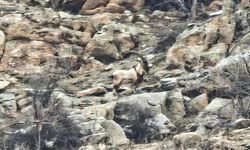Hizan’da Dağ Keçileri Sürü Halinde Görüntülendi