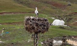 Bitlis'in Göç Etmeyen Leyleği Yıllardır Aynı Yuvada