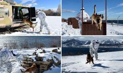 Bitlis'te Askerî Köpekler Zorlu Kış Şartlarında Eğitildi