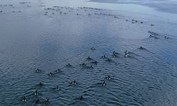 Nazik Gölü’nde buzlar çözüldü, ördeklerin dansı hayran bıraktı