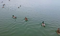 Bitlis'te Soğuklar Sazlıkları Dondurdu, Kuşlar Van Gölü’ne Yöneldi