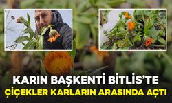 Karın Başkenti Bitlis’te Şubat Sürprizi: Çiçekler Karların Arasında Açtı