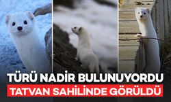 Tatvan Sahilinde Türü Nadir Bulunan Beyaz Gelincik Görüldü