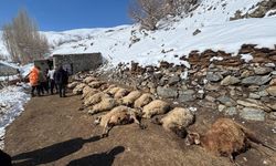 Van'da Ahır Yangını: 67 Küçükbaş Hayvan Telef Oldu