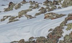 Bitlis'te aç kalan tilkiler yiyecek için yol kenarına indi