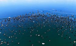 Nazik Gölü’nde Ördekler Kartpostallık Görüntüler Oluşturdu