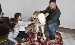 Bitlis’te hasta buzağıya evde özel bakım