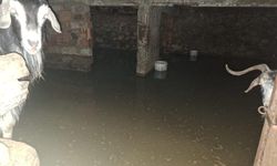 Sel ahırı bastı, 12 keçi ekipler tarafından kurtarıldı