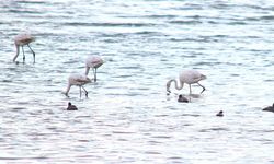 Baharın habercisi flamingolar Van Gölü Havzası’na geri döndü