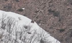 Oyun Oynayan İki Ayı Kamerada