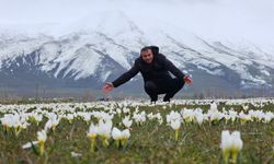 Bitlis’te baharın müjdecisi kardelenler objektiflere yansıdı