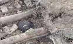 Van'da ahır çöktü: 20 küçükbaş hayvan göçük altında