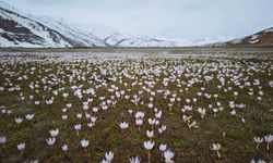 Bitlis'te Güzeldere Vadisi çiğdemlerle bahara “merhaba” dedi
