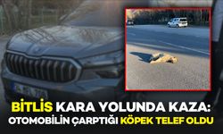Bitlis kara yolunda otomobilin çarptığı köpek telef oldu