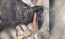 Başsız doğan oğlak görenleri hayrete düşürdü