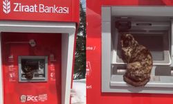 Bitlis'te ATM'den para çekmeye çalışan kedi gülümsetti
