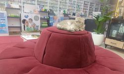 Bitlis'te eczanenin maskotu sevimli kedi ilgi odağı oldu