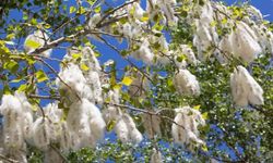 Güroymak’ta kavak ağaçlarının kesimi için 10 gün süre verildi