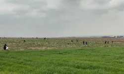 Batman'da ürünlerini satamayan çiftçi, lahanaları ücretsiz dağıttı