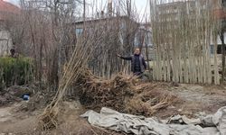 Bitlis’te tescilli Adilcevaz cevizi fidanları satışta