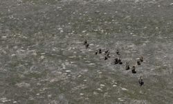 Adilcevaz’da Domuz Kabusu: Çiftçinin Emeği Bir Gecede Yok Oluyor