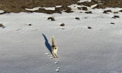 Bitlis'te Karlı Arazide Tilkinin Yiyecek Arayışı Drona Takıldı