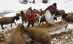 Bitlis’te Uzayan Kış Şartları Küçükbaş Hayvancılığı Zorluyor