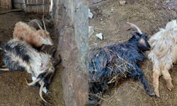 Kurtların saldırdığı çok sayıda hayvan telef oldu