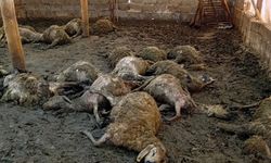 Kurt Saldırısı: 30 Koyun Telef Oldu