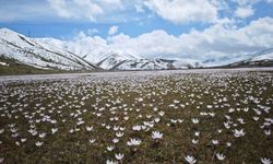 Güzeldere Vadisi’nde Bahar Manzarası: Çiğdemler Göz Kamaştırıyor