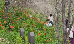 Bitlis'te açan ters lalelere ziyaretçilerden yoğun ilgi