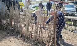 Ahlat’ta Bahar Hareketliliği: Meyve Fidanlarına Yoğun İlgi