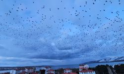 Gökyüzünü Kaplayan Sığırcıklar Görsel Şölen Sundu