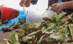 Diyarbakır’da kenger tezgâhlarda: Şifa deposu ama fiyat yüksek