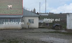 Van’da Köpek Saldırısının Görüntüleri Ortaya Çıktı