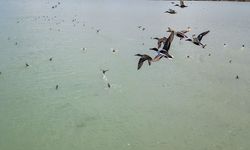 Van Gölü’nde Nesli Tehlike Altındaki Dikkuyruk Kuşu Görüntülendi