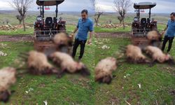Yıldırımın İsabet Ettiği 8 Küçükbaş Hayvan Telef Oldu