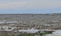 Van Gölü’nde kuraklık alarmı: Adilcevaz sahilinde mikrobiyalitler ortaya çıktı