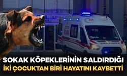 Van’da Sokak Köpekleri İki Çocuğa Saldırdı: 5 Yaşındaki Hamza Hayatını Kaybetti