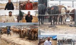 Kurban pazarında çamur çilesi: Besiciler çözüm bekliyor