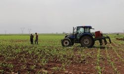 Tarımsal destek ödemesi çiftçilerin hesaplarına aktarılıyor