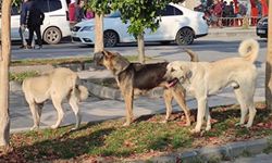 Köpek Saldırılarına Sert Tepki: “İhmallerin Bedeli Olmalı”