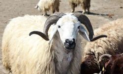 Zilhicce Hilali Görüldü: Kurban Bayramı 27 Mayıs’ta