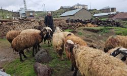 Bitlis’te kurdun saldırdığı sürüde 3 koyun telef oldu, 20'si yaralandı